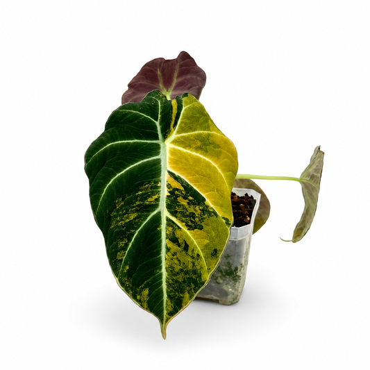 Alocasia Black Velvet Gold Variegata