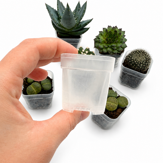 Halbtransparenter Mini-Pflanztopf mit Drainage