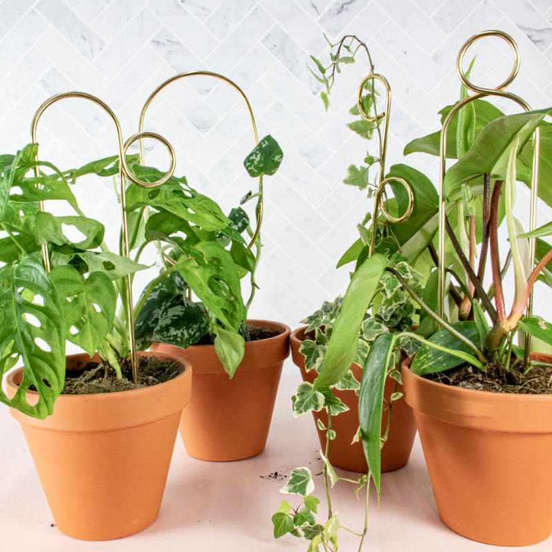 Mini-Rankhilfe “Hoop” von Botanopia | 32 cm