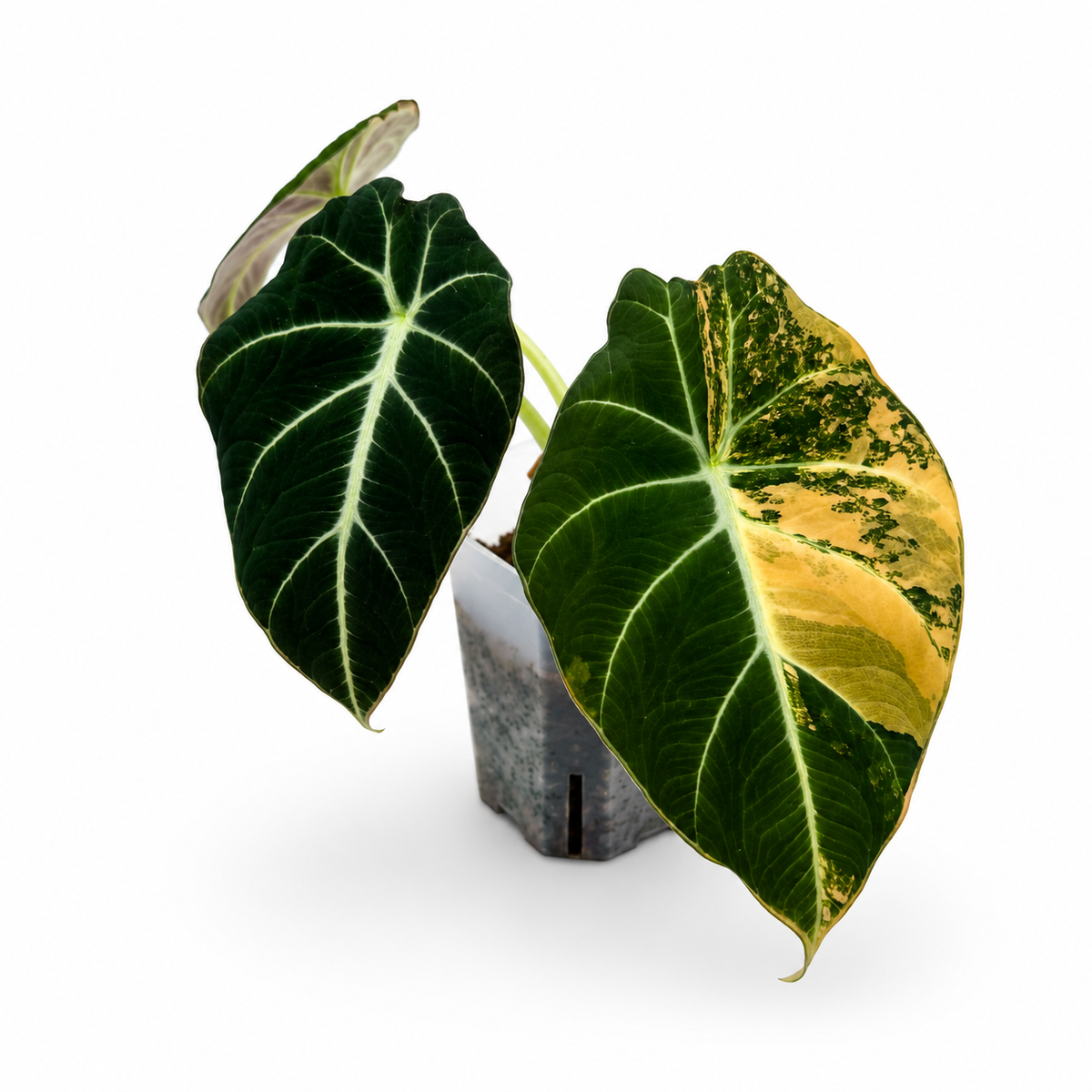 Alocasia Black Velvet Gold Variegata