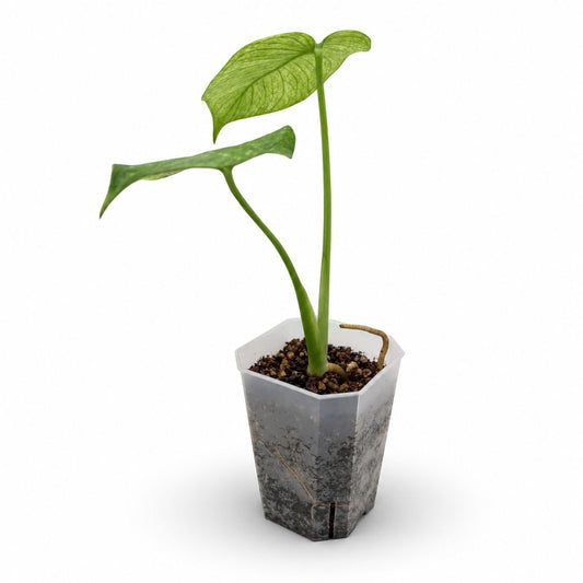 Monstera deliciosa ‘Mint Variegata’ | Exakte Pflanze | 28 cm inkl. Topf