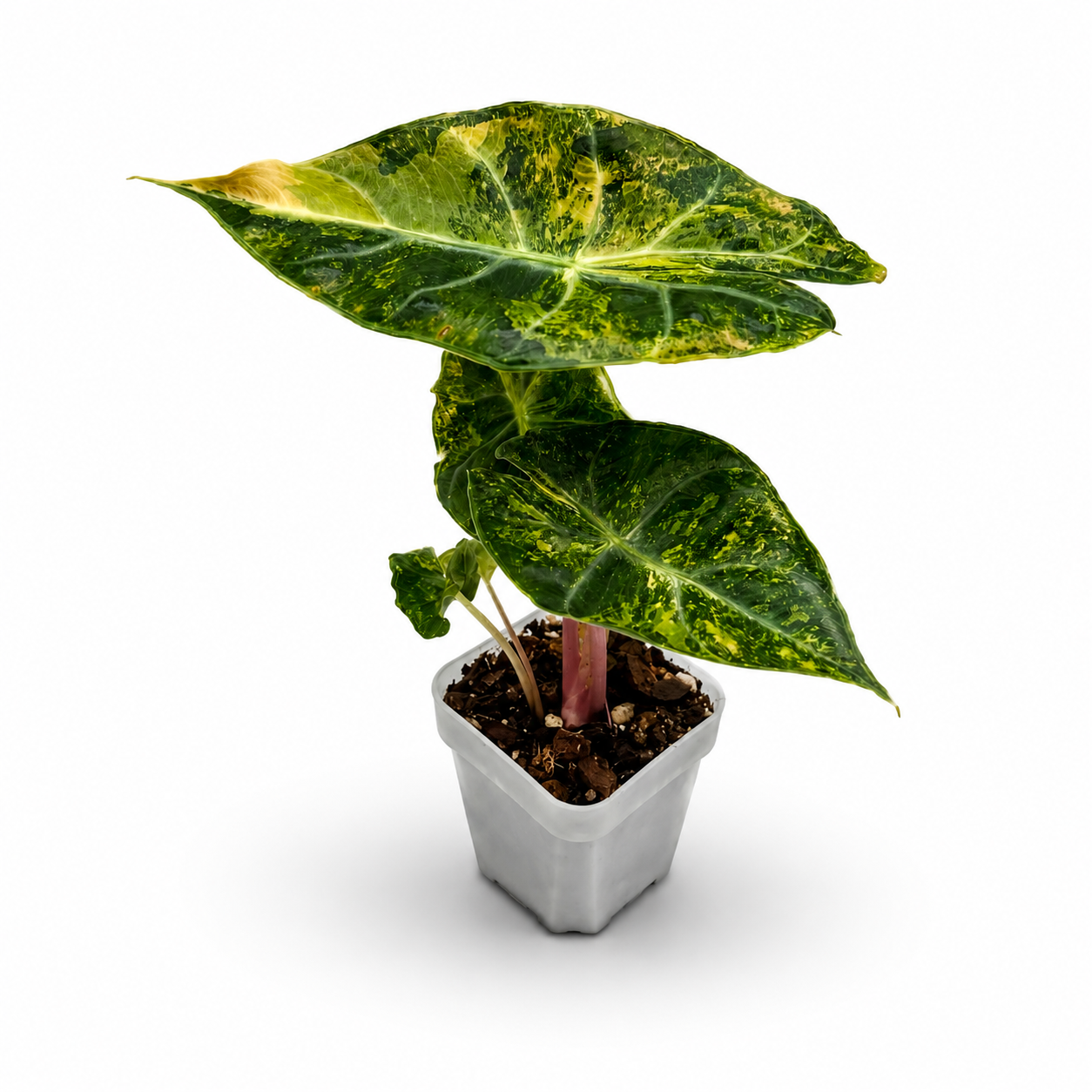 Alocasia Pink Dragon Nairobi Nights Variegata