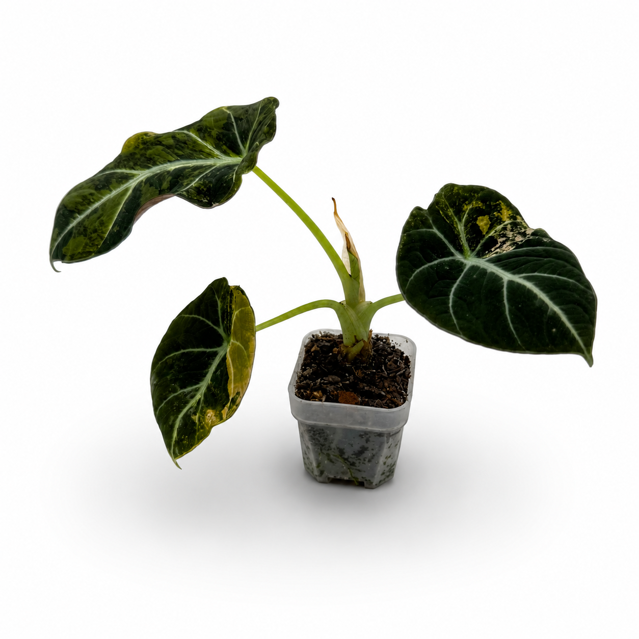 Alocasia Black Velvet Gold Variegata