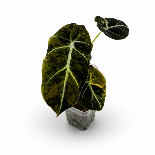 Alocasia Black Velvet Gold Variegata