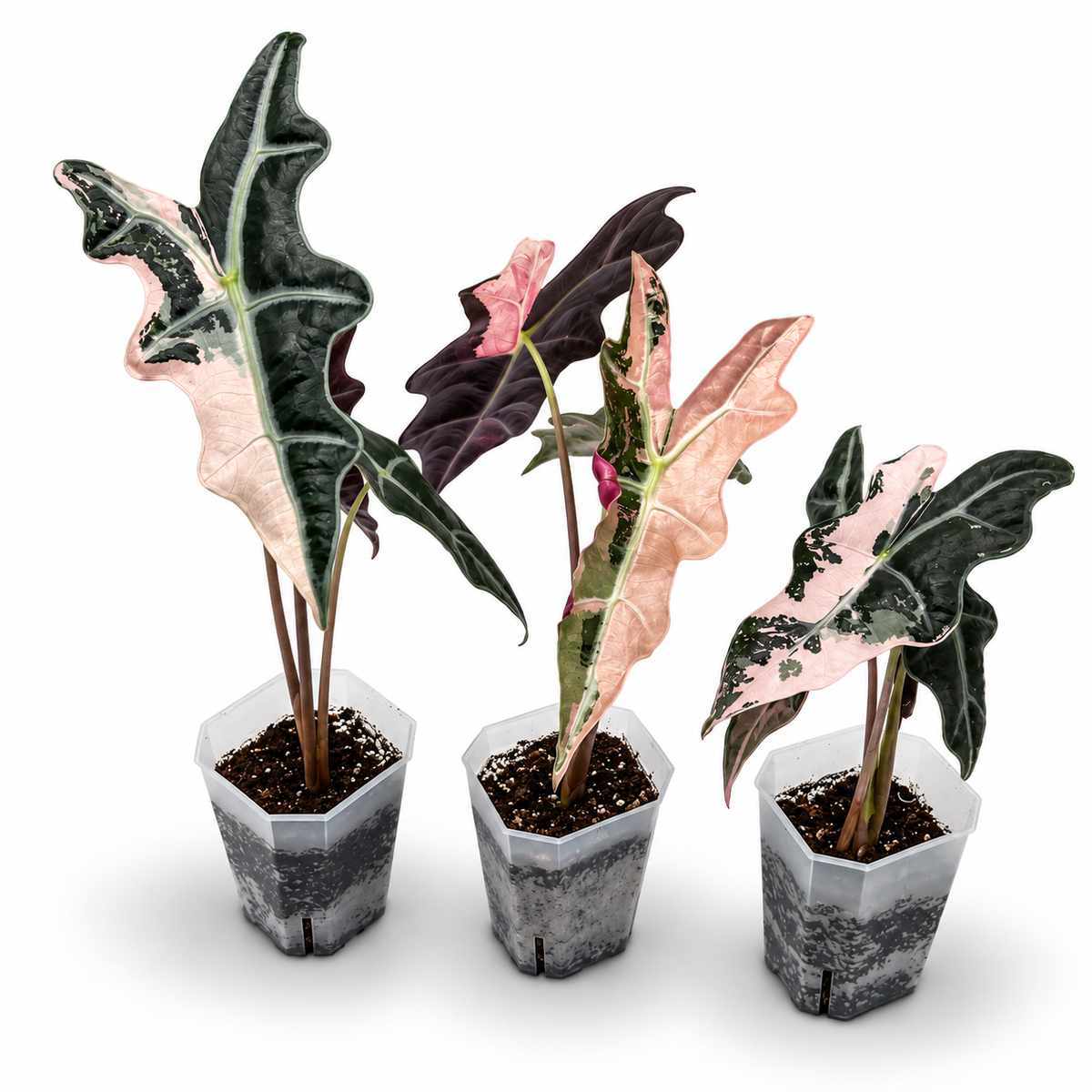 Alocasia 'Yucatan Princess' Variegated