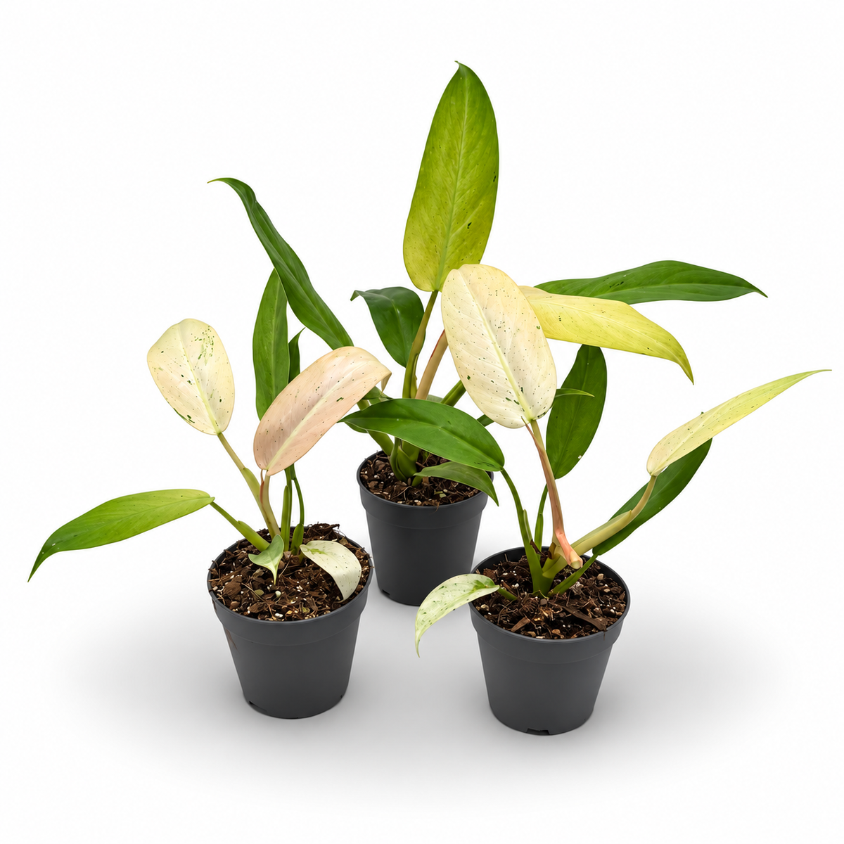 Philodendron Whipple Way