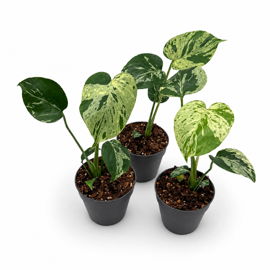 Monstera Deliciosa “Bulbasaur”