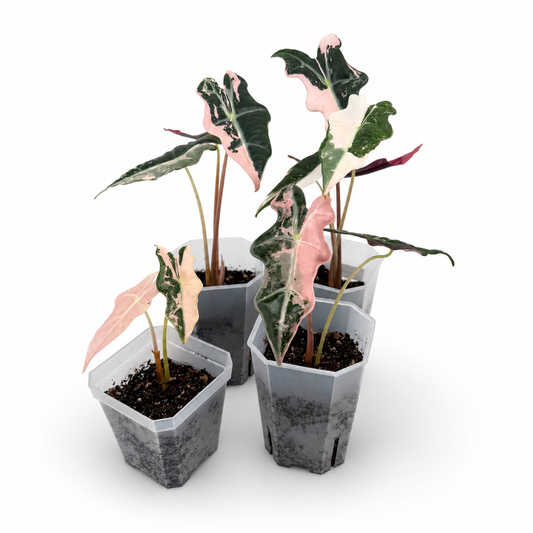 Alocasia Nobilis Pink Variegata