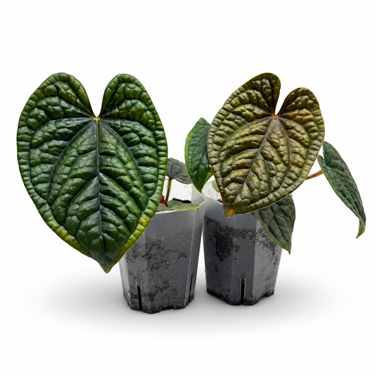 Anthurium Luxurians
