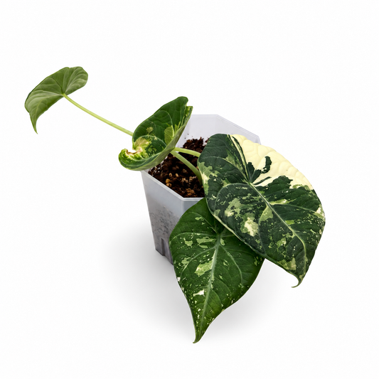 Alocasia Maharani Albo Variegata