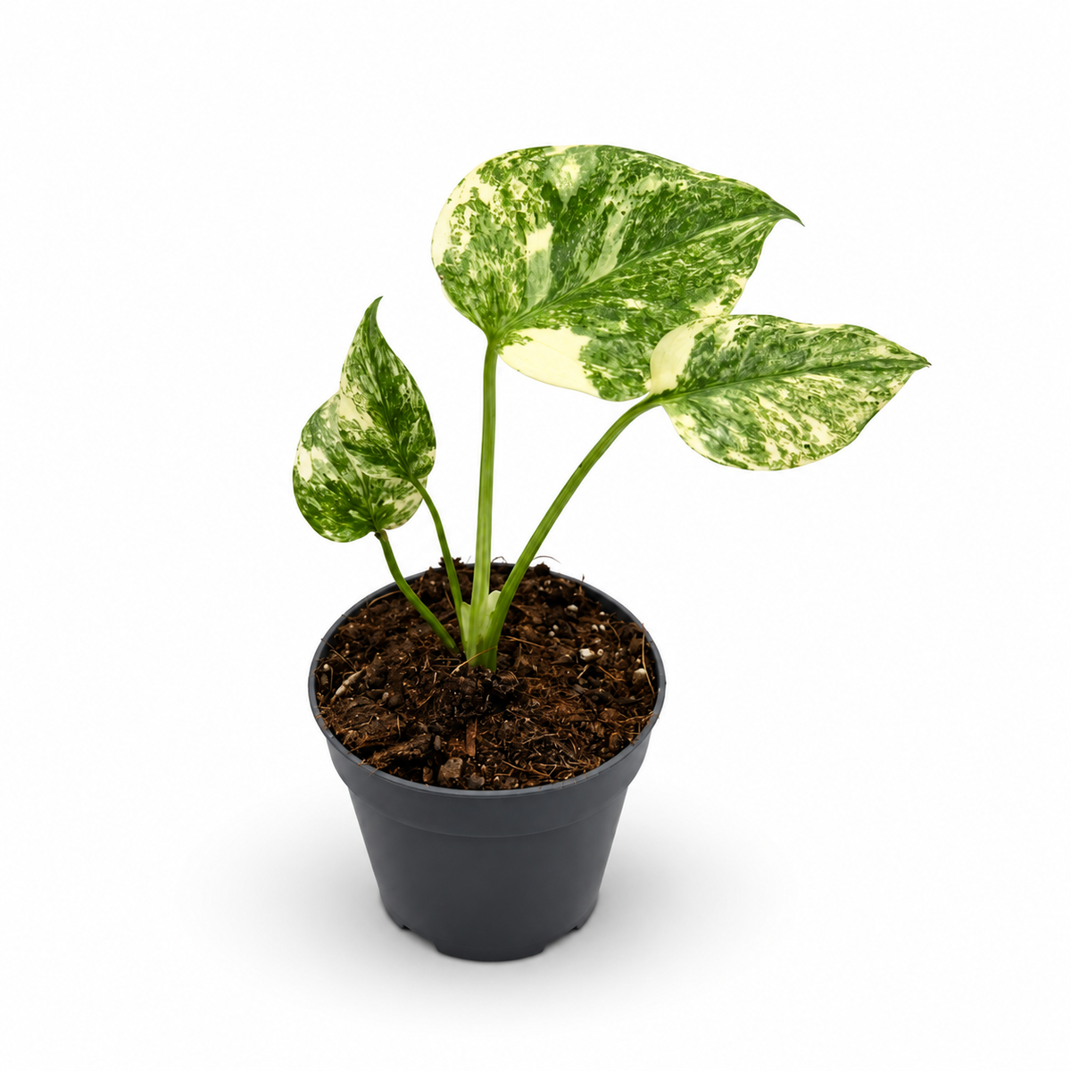 Monstera Deliciosa "Legacy"