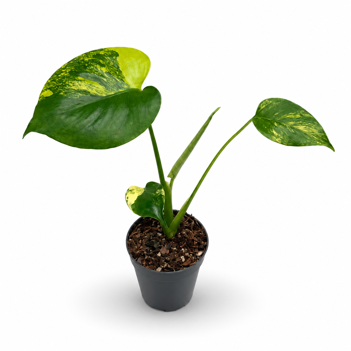 Monstera Deliciosa Aurea Variegata ‘Yellow Marilyn’