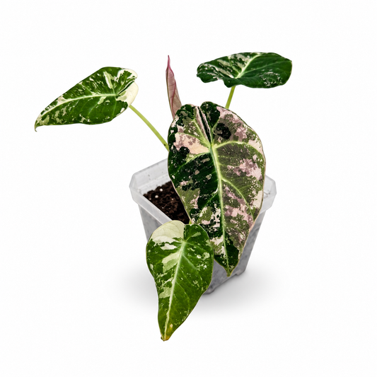 Alocasia Black Velvet Pink Variegata