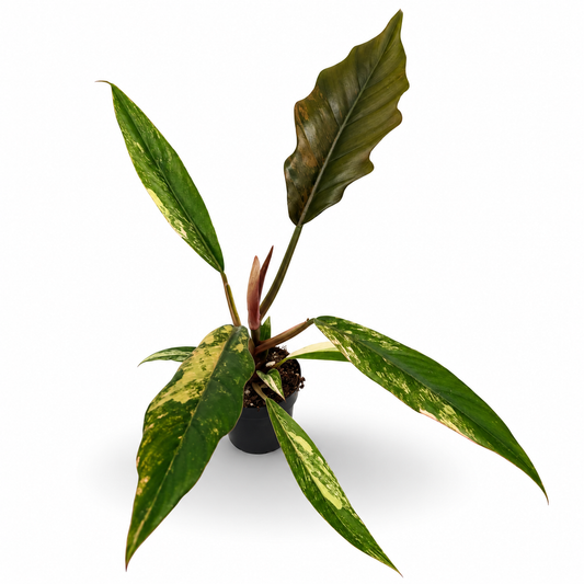 Philodendron Caramel Marble Variegata