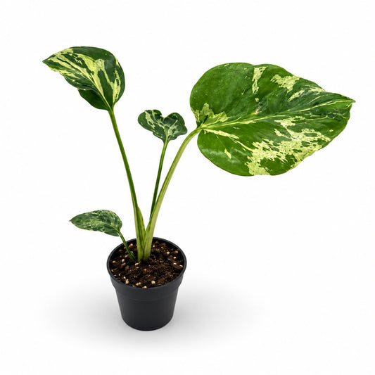 Monstera Deliciosa “Bulbasaur” | Exakte Pflanzen | 28 cm inkl. Topf