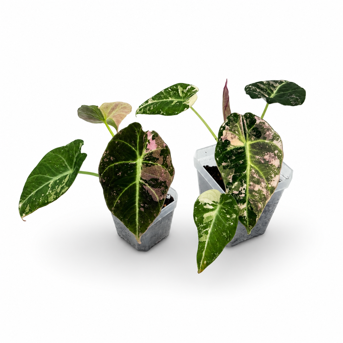 Alocasia Black Velvet Pink Variegata