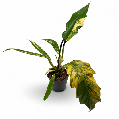 Philodendron Caramel Marble Variegata