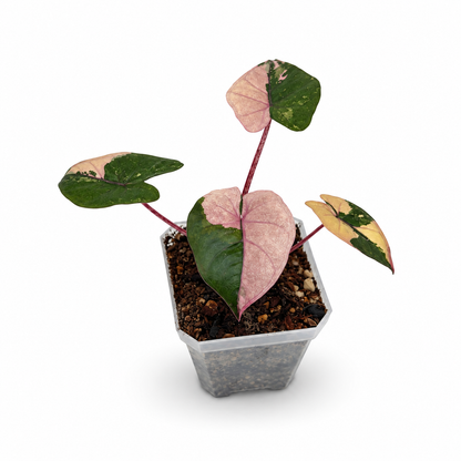 Alocasia “Yucatan Princess” Variegata