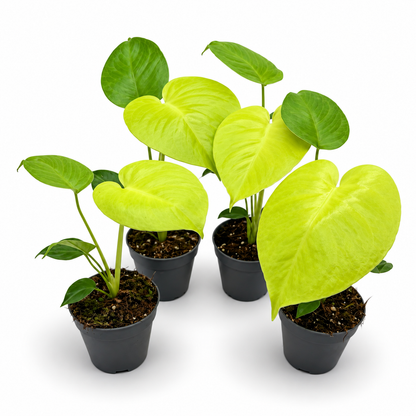 Monstera Deliciosa Lemon Lime Variegata