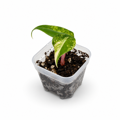 Alocasia Pink Dragon Nairobi Nights Variegata | Baby