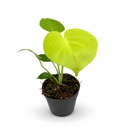 Monstera Deliciosa Lemon Lime Variegata