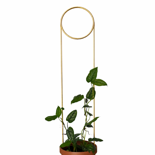 Rankhilfe “Pin” von Botanopia | 70 cm