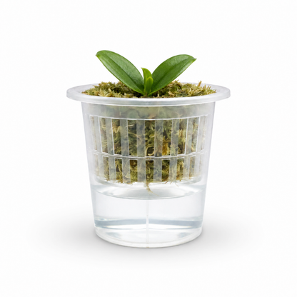 Semi Hydro Starter Topf & Anzuchttopf für Orchideen