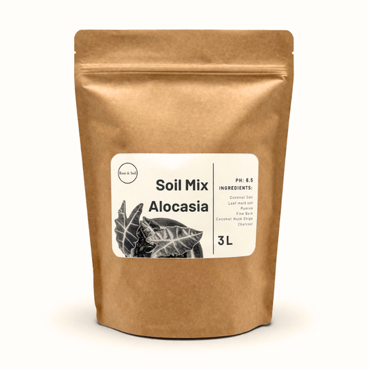 Bodenmischung für Alocasia & Aroiden