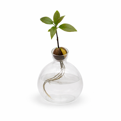 Avocado-Vase