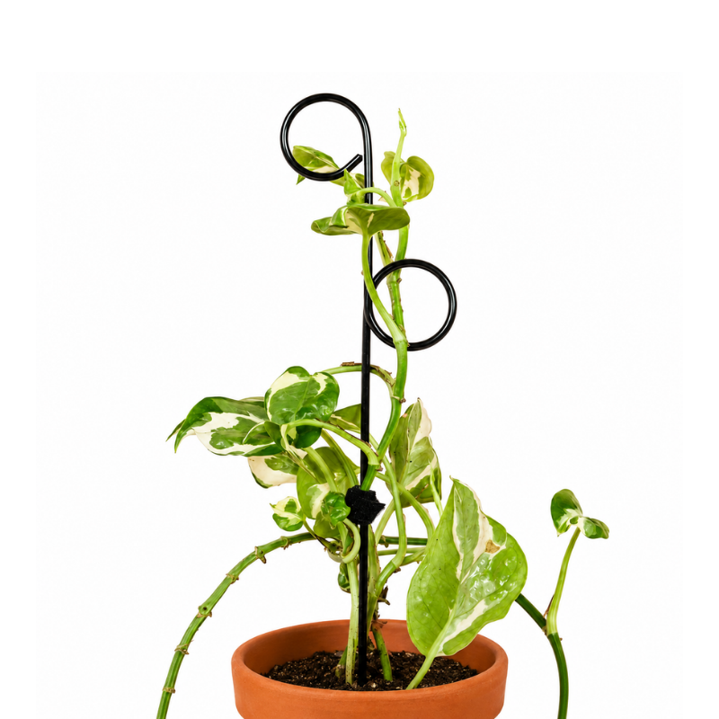 Mini-Rankhilfe “Perch” von Botanopia | 32 cm