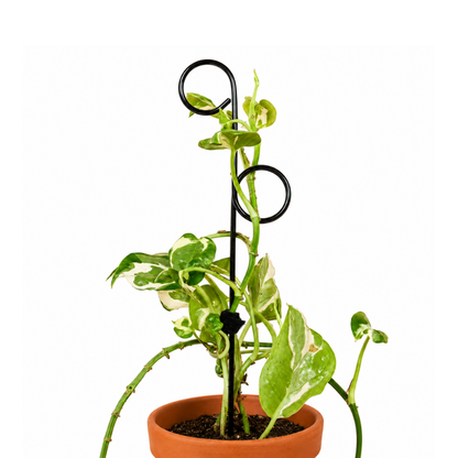 Mini-Rankhilfe “Perch” von Botanopia | 32 cm