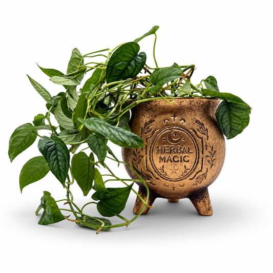 Bronzefarbener Pflanzentopf in Kesselform „Herbal Magic“