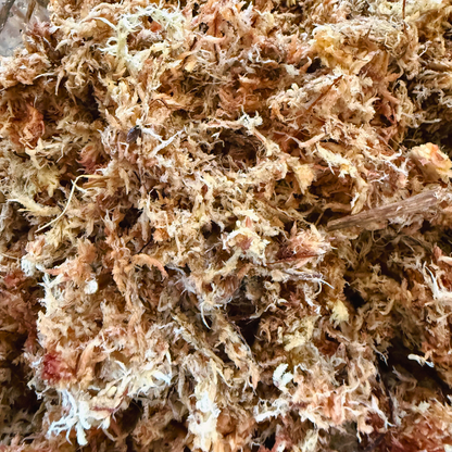 Gebrauchsfertige Sphagnum- Moosfaser | Steriles Sphagnum-Moos (3 L)