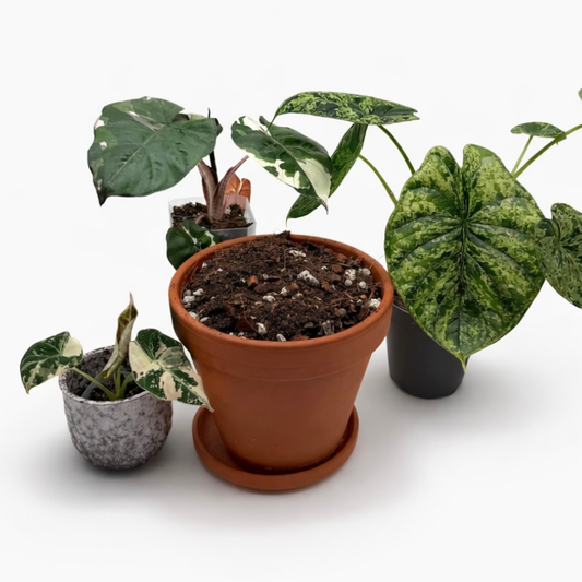 Bodenmischung für Alocasia & Aroiden