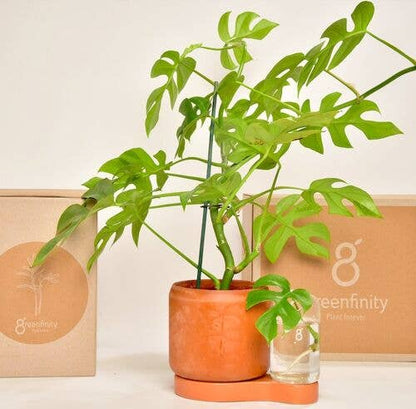 Greenfinity - Pflanztopf mit Selbstbewässerung und Schnittglas