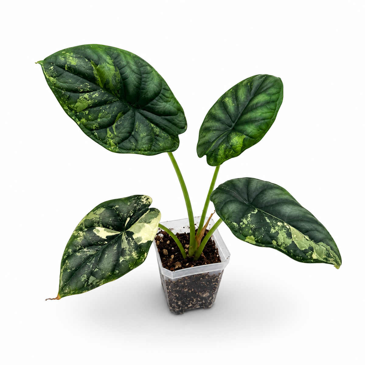 Alocasia Dragon Scale Variegated