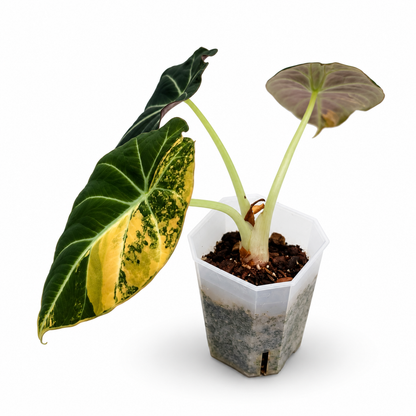 Alocasia Black Velvet Gold Variegata