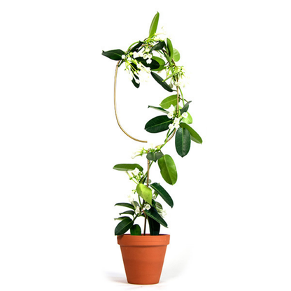 Rankhilfe “Arch” von Botanopia | 70 cm