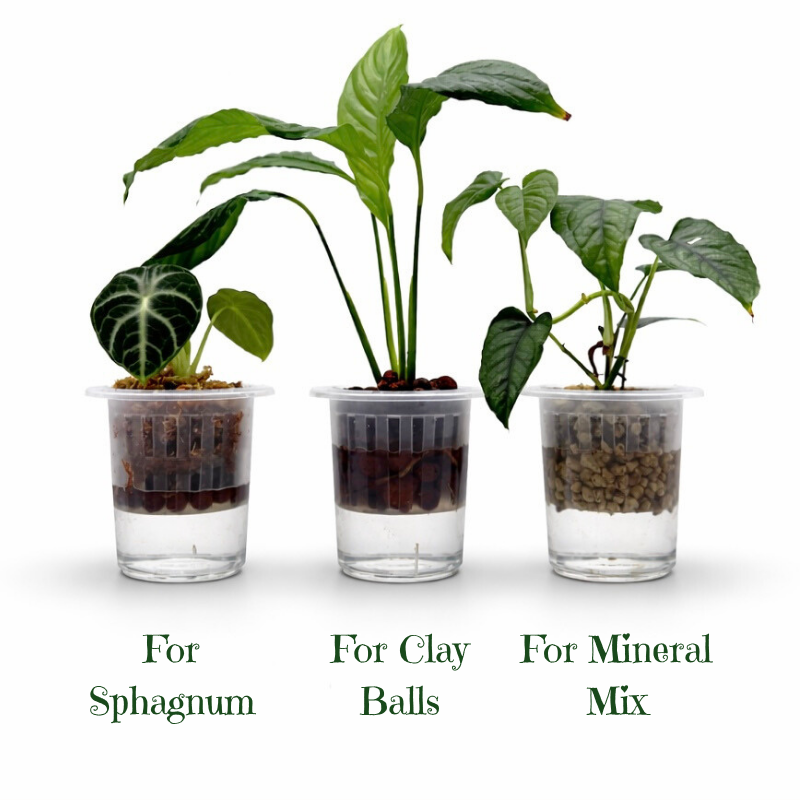 Semi Hydro Starter Topf & Anzuchttopf für Orchideen