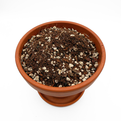 Junge Monstera & Aroid Potting Mix | Spezielle Erdmischung für Jungpflanzen