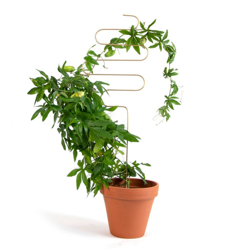 Rankhilfe “Squiggle” von Botanopia | 70 cm
