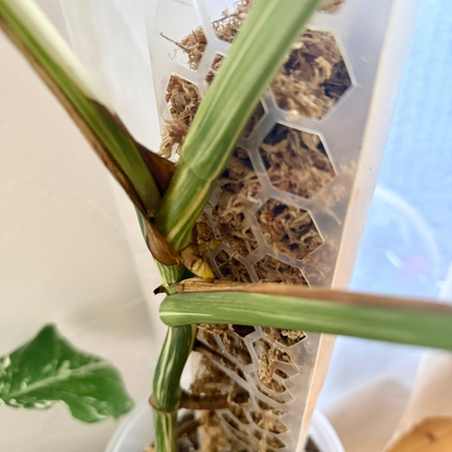 Gebrauchsfertige Sphagnum- Moosfaser | Steriles Sphagnum-Moos (3 L)