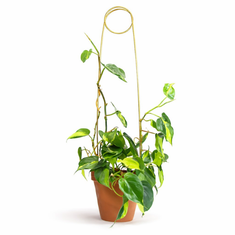 Rankhilfe “Pin” von Botanopia | 70 cm