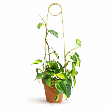Rankhilfe “Pin” von Botanopia | 70 cm