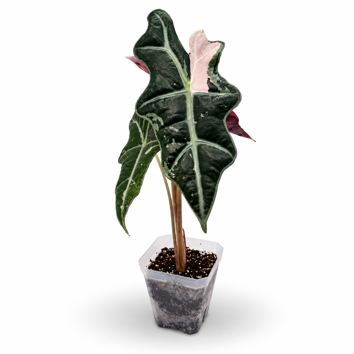 Alocasia 'Yucatan Princess' Variegated