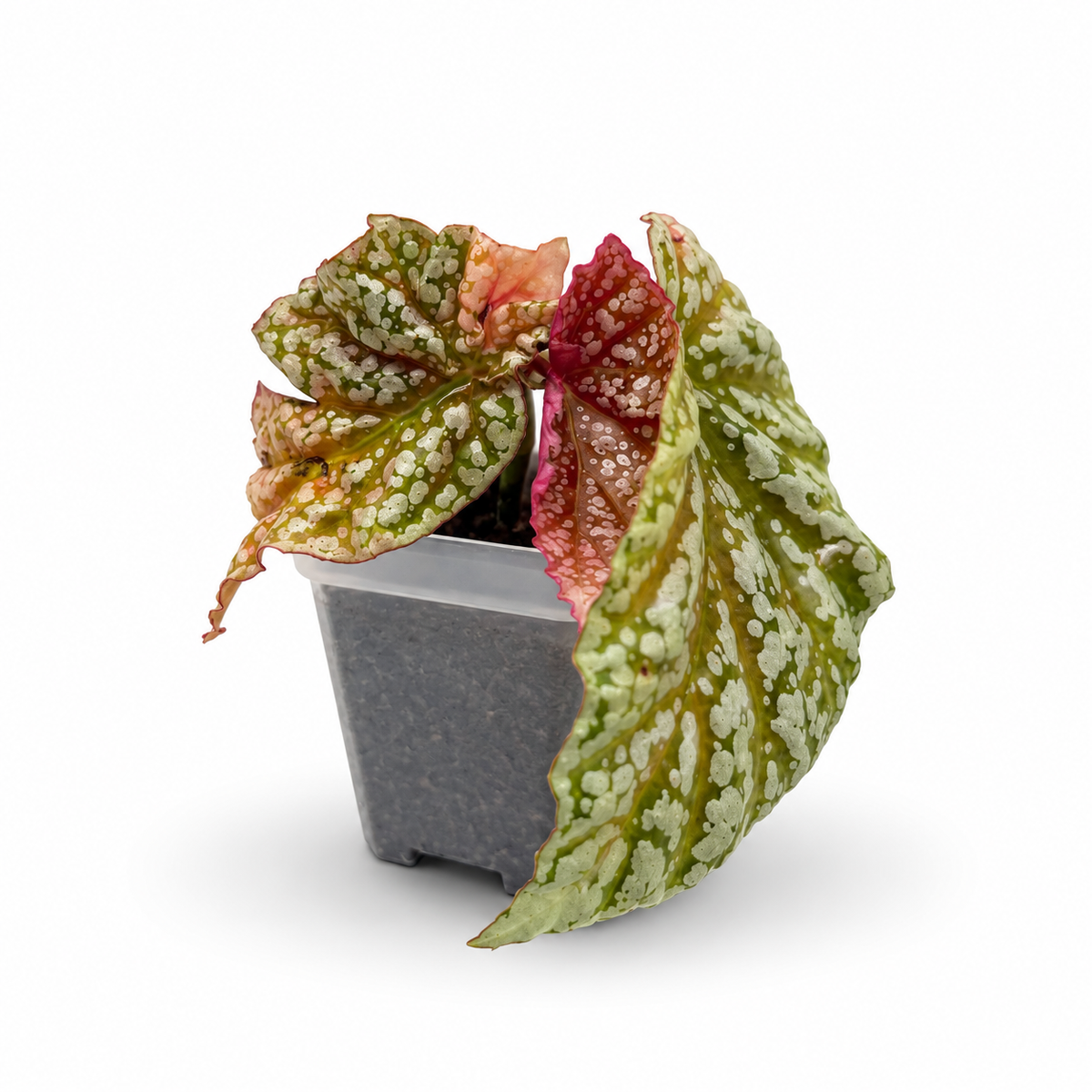 Begonia Snowcap Pink