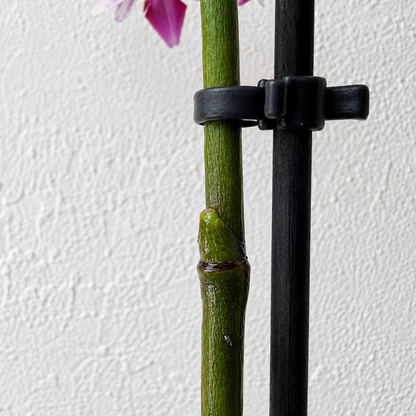 Keiki-Paste – Pflanzenwachstumsstimulator für Orchideen & Monstera