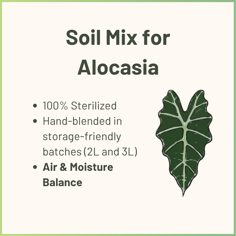 Bodenmischung für Alocasia & Aroiden