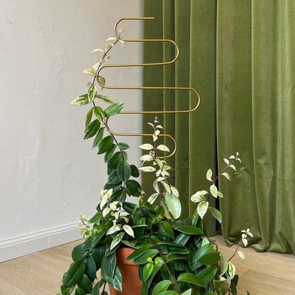 Rankhilfe “Squiggle” von Botanopia | 70 cm