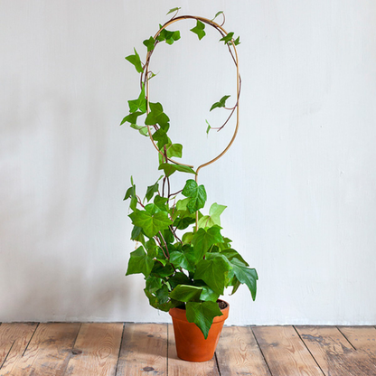 Rankhilfe “Arch” von Botanopia | 70 cm